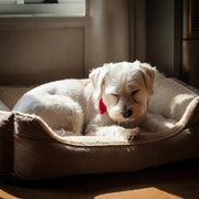 What's On Your Pet's Mind? Why Mental Health Matters for Them