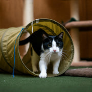 Everything you need to know about the cat tunnel, and why is it essential for your cat?