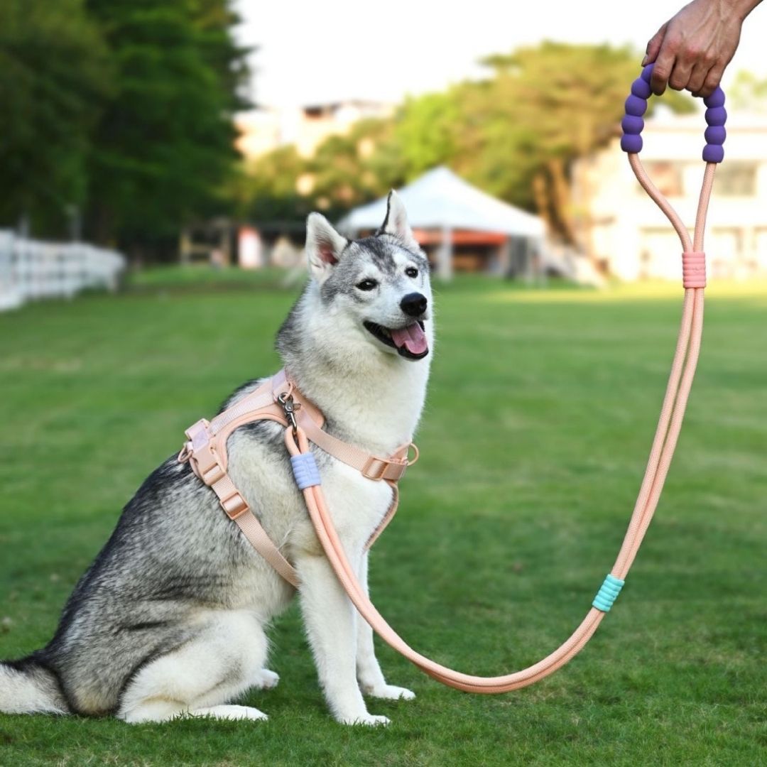  Rope Dog Leash online