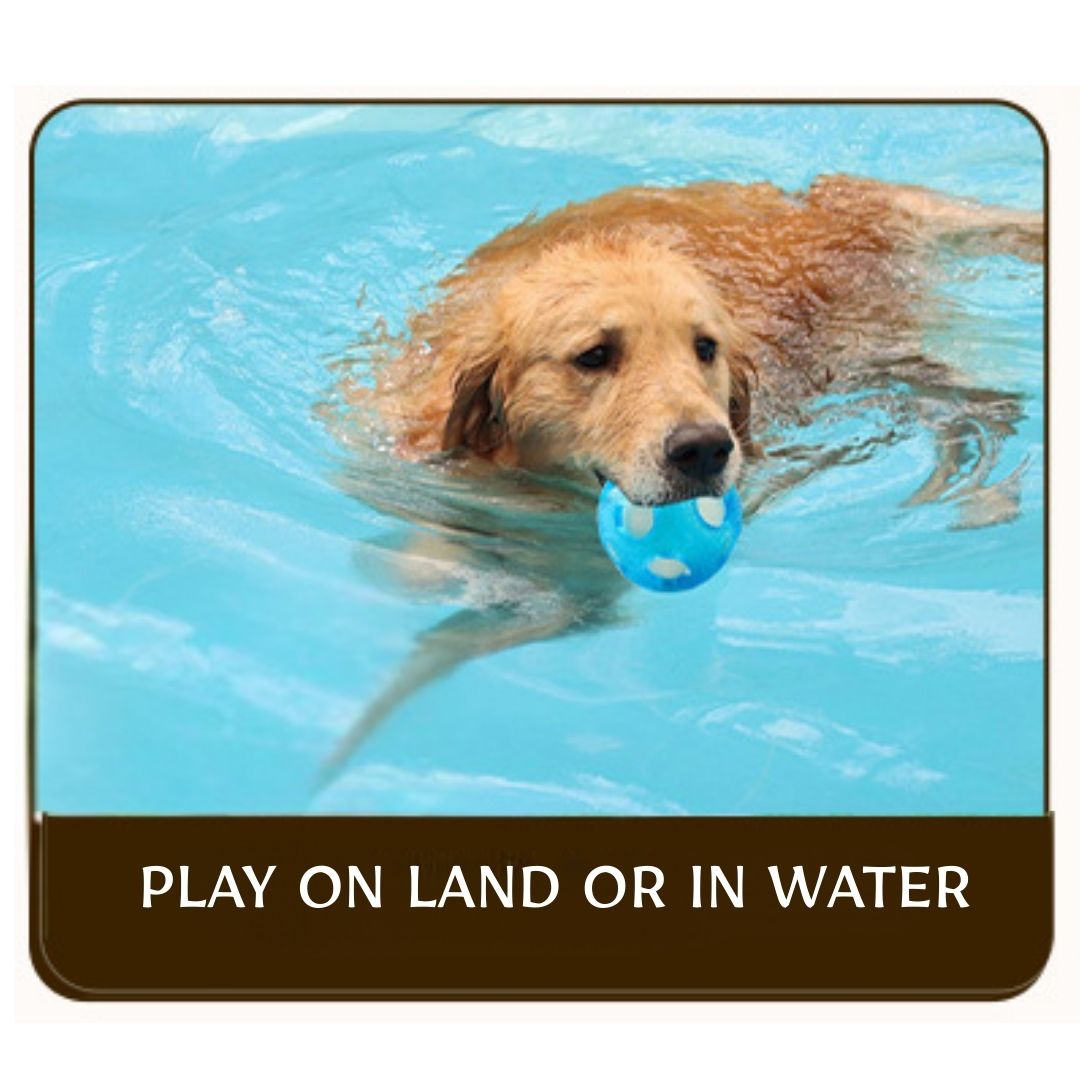 Orb ball for dogs in India