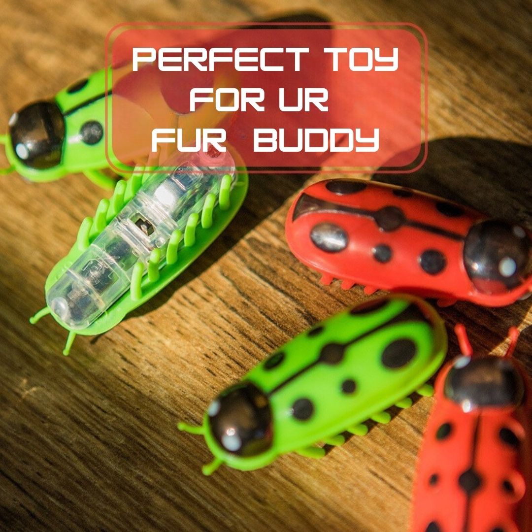 BUG BUDDY INTERACTIVE TOY FOR CATS