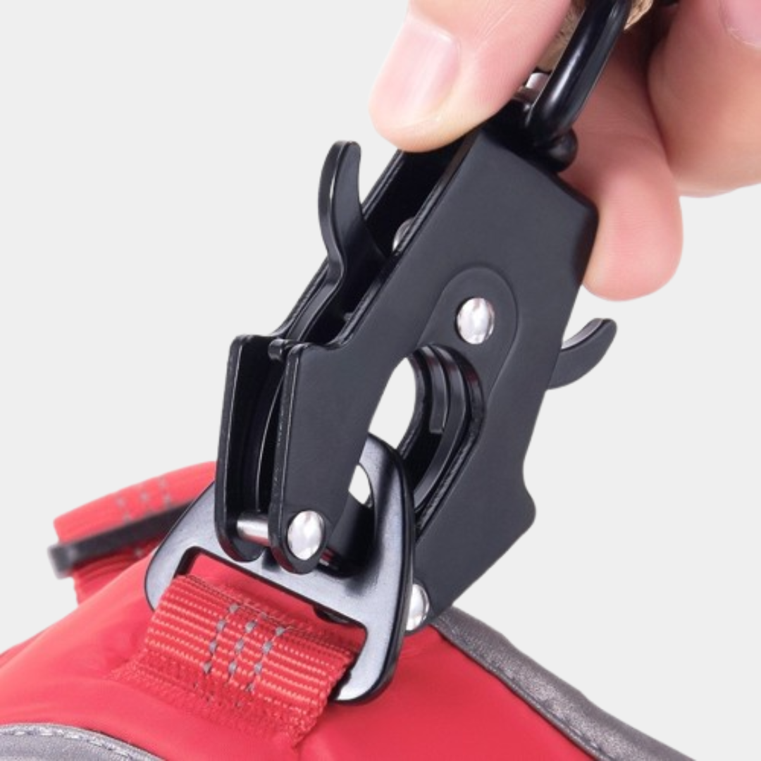 Bungee dog leash India